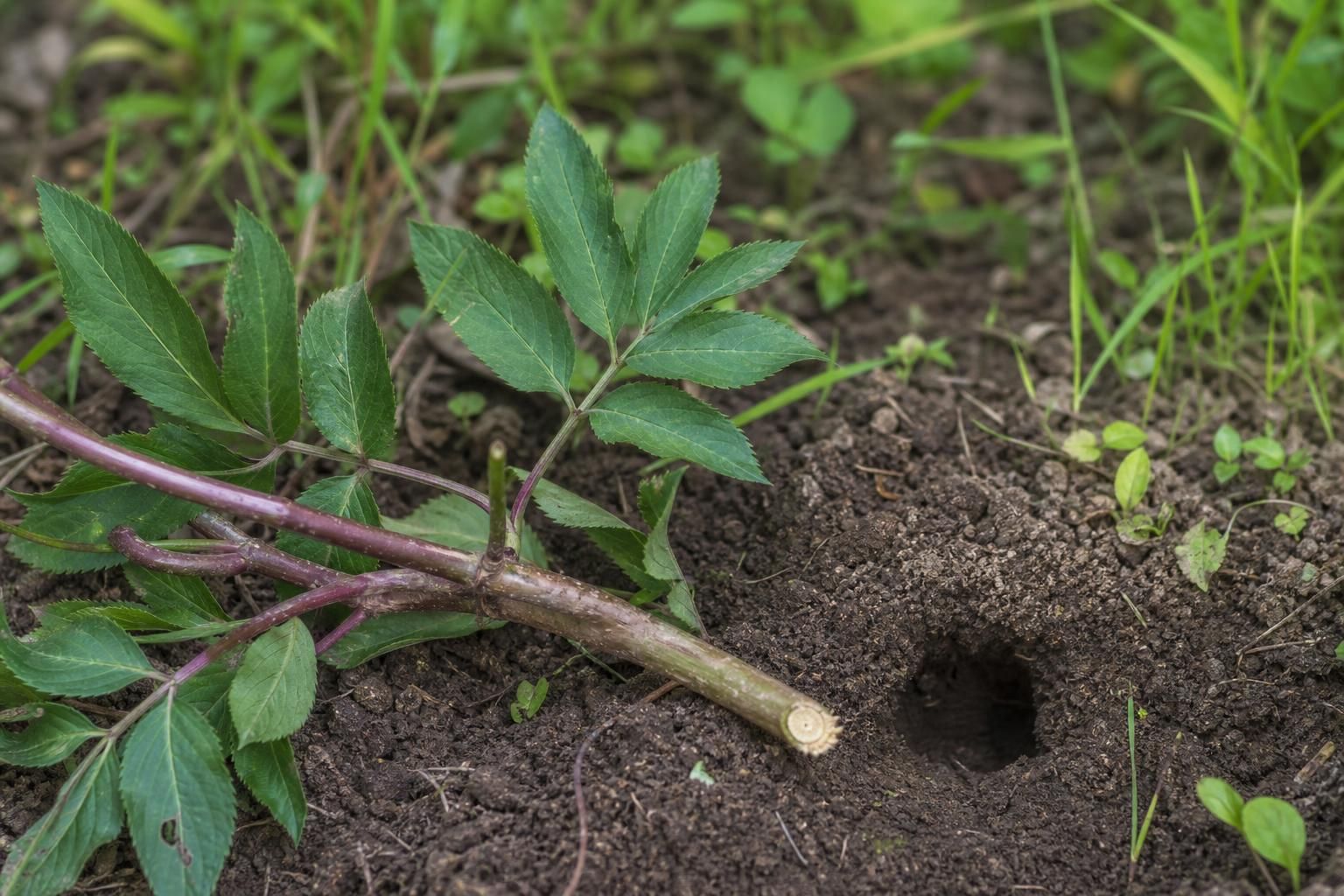 découvrez comment utiliser une branche de sureau pour éloigner les taupes de votre jardin et évaluez son efficacité réelle grâce à nos conseils pratiques.