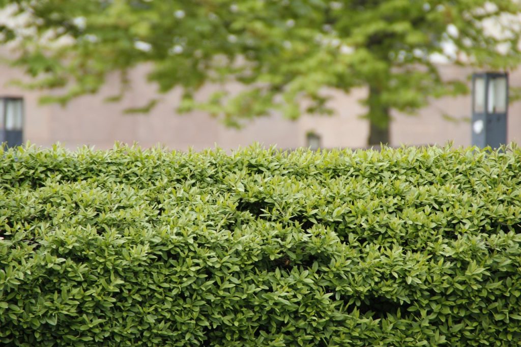 Taille de haie et taille d'arbre fruitier : le calendrier complet, saison par saison