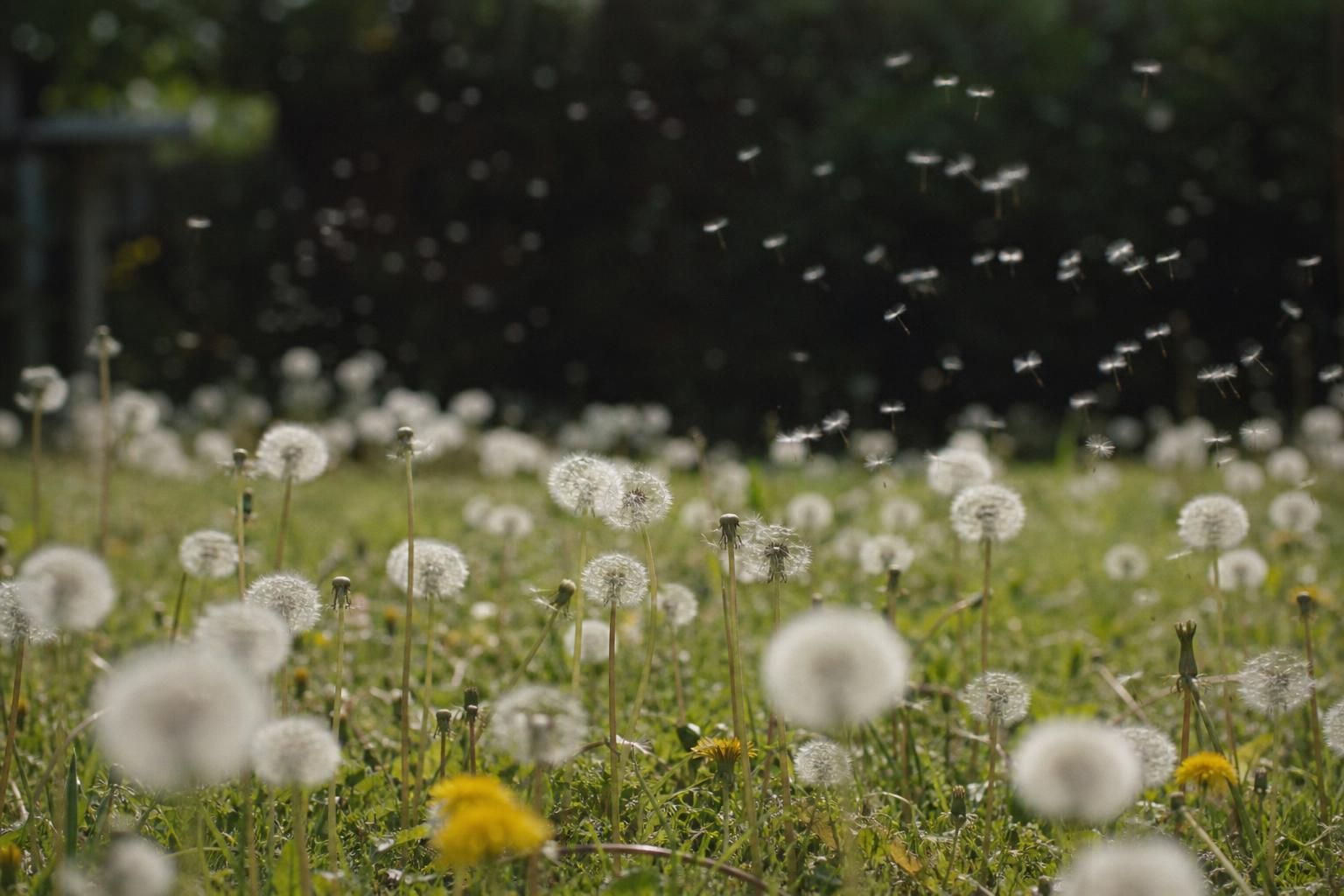 découvrez comment éliminer efficacement les pissenlits grâce à des solutions naturelles, tout en comprenant leurs causes et les risques associés à leur présence dans votre jardin.