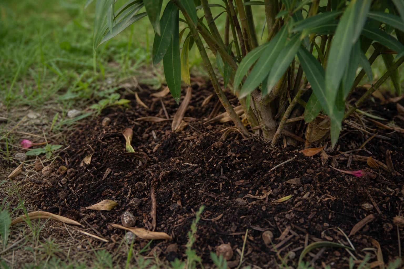 découvrez si le marc de café est un bon engrais naturel pour le laurier rose ou s'il s'agit simplement d'une idée reçue. conseils pratiques et vérités sur son utilisation en jardinage.