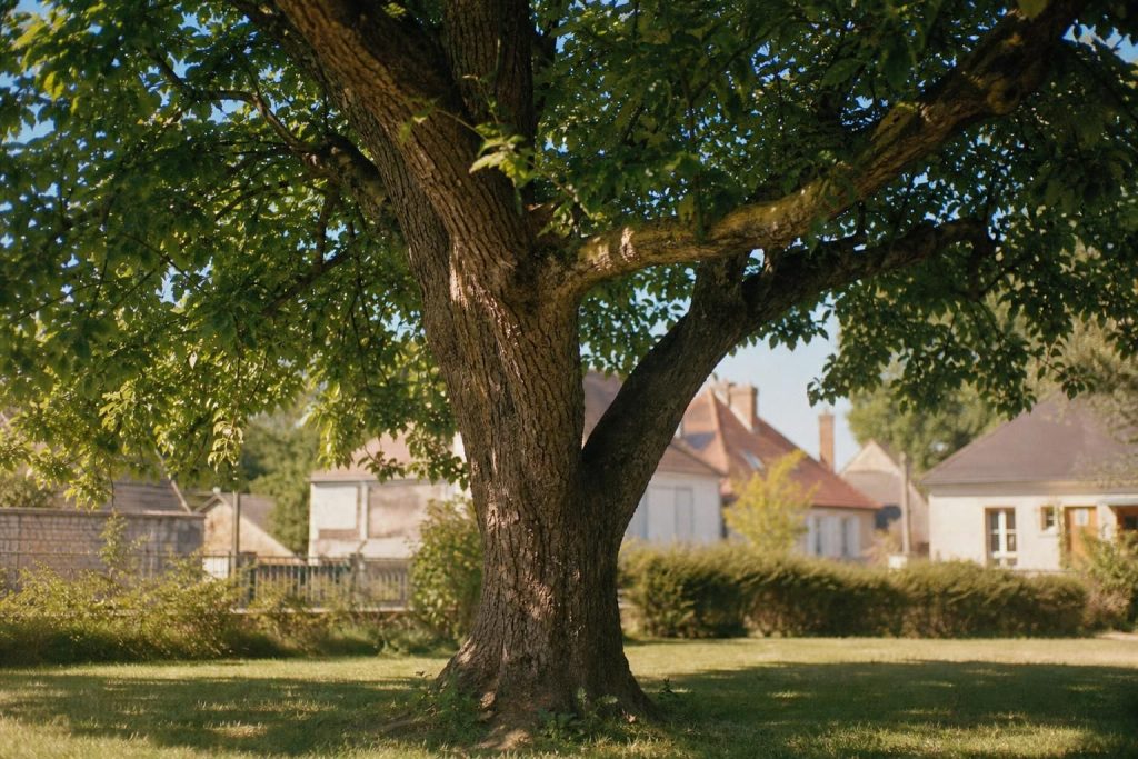 Quelle est la hauteur maximum de l'arbre du voisinage en France ?