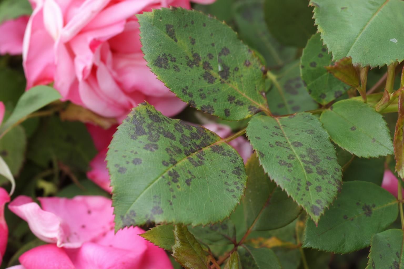 découvrez les causes, les risques et les solutions naturelles pour lutter contre la maladie des rosiers à taches noires et protéger vos plantes efficacement.