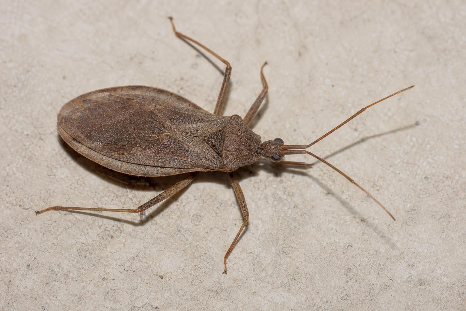 découvrez comment identifier la punaise assassine et les mesures à prendre en cas de rencontre avec cet insecte redoutable pour protéger votre santé et votre maison.