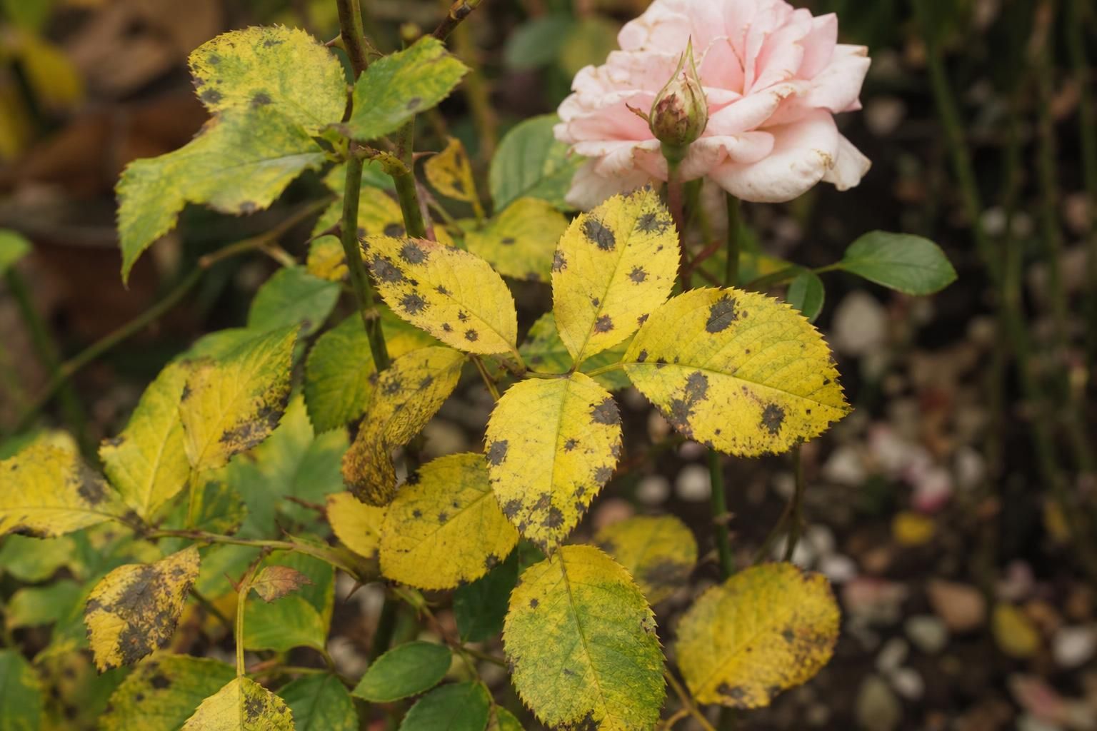 découvrez les causes des feuilles jaunes sur votre rosier, les risques pour votre plante et les solutions naturelles pour y remédier efficacement.