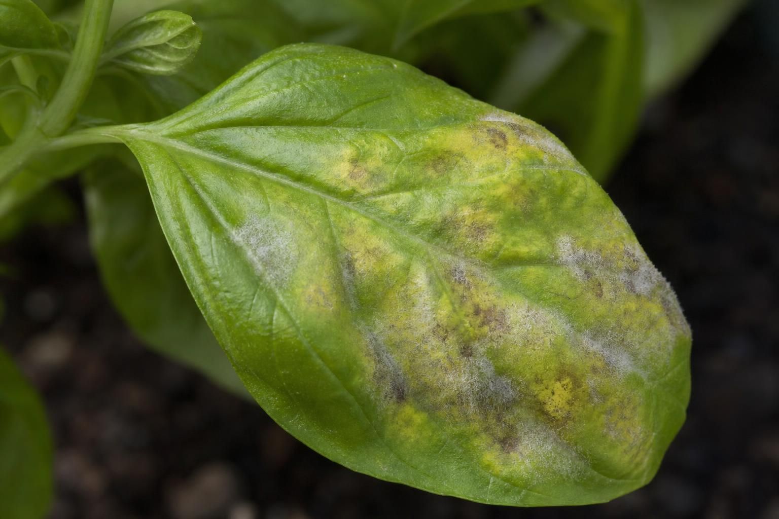 découvrez les causes du mildiou sur le basilic, les risques pour vos plantations et les solutions naturelles efficaces pour protéger vos plantes.