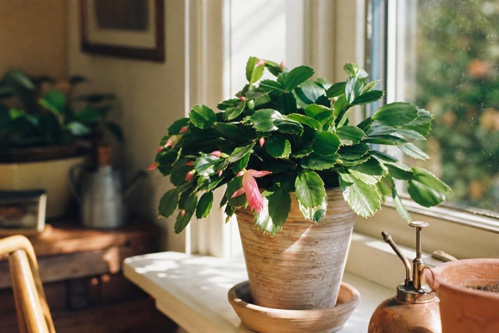Plante d'hiver : identification, entretien et astuces de culture