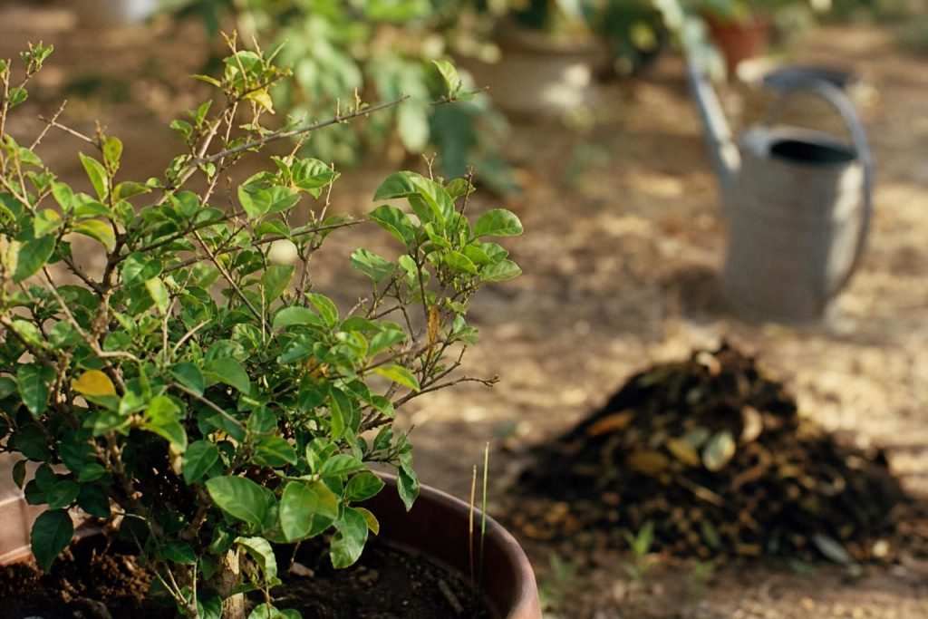 Pourquoi mon bougainvillier ne fleurit pas : causes, risques et solutions naturelles