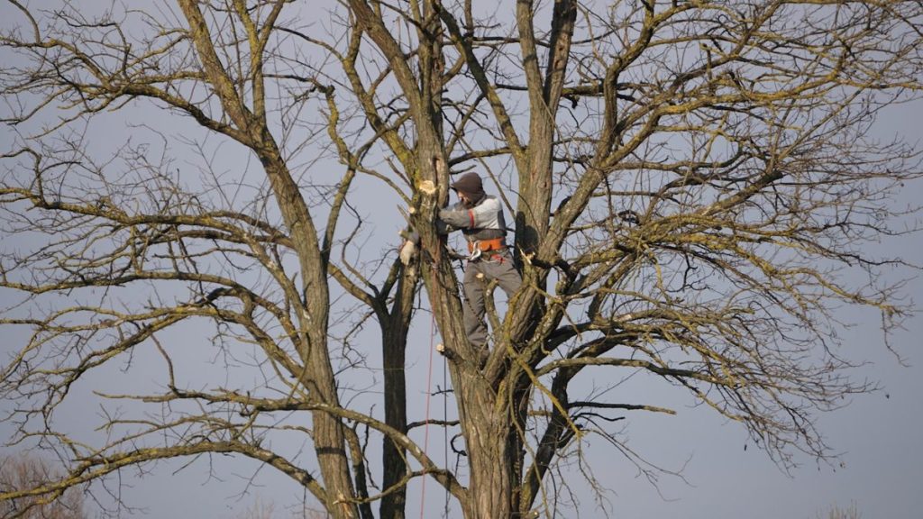 Élagage d'un grand arbre : ce que vous pouvez faire vous-même, et quand appeler un élagueur
