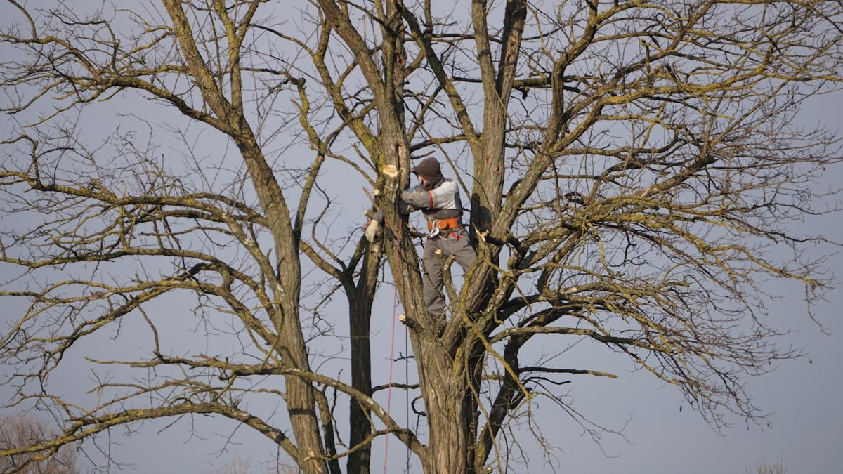Élagueur professionnel harnaché taillant les branches hautes d'un grand arbre