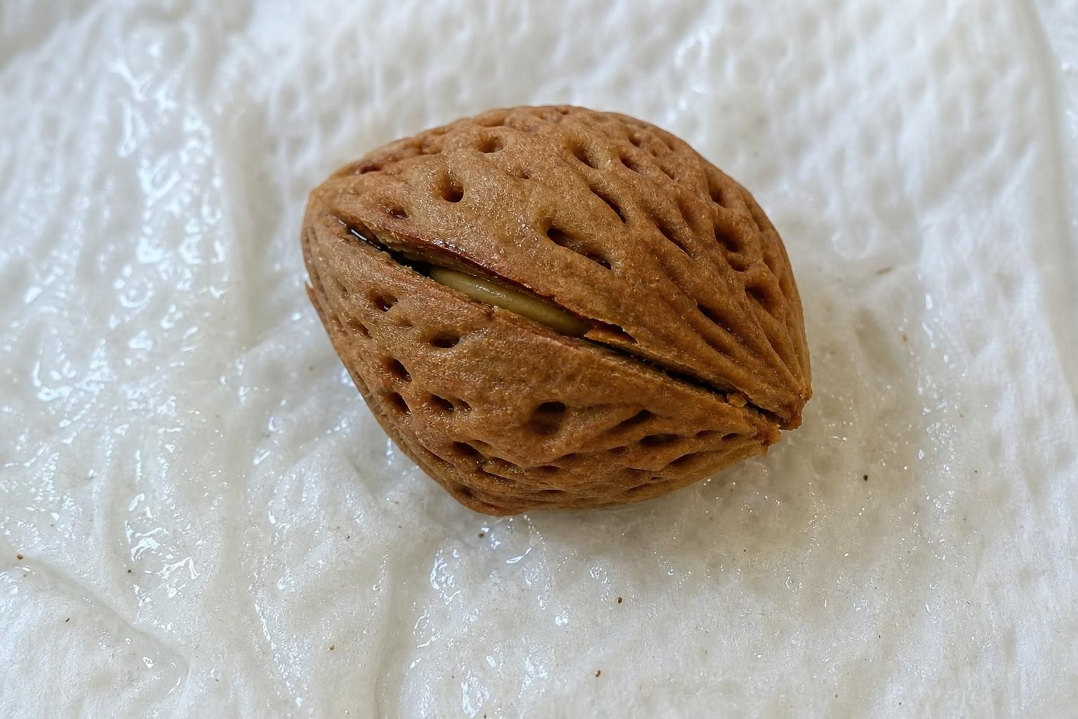 apprenez quand et comment faire germer un noyau de pêche avec nos conseils pratiques pour réussir la culture de votre arbre fruitier à la maison.