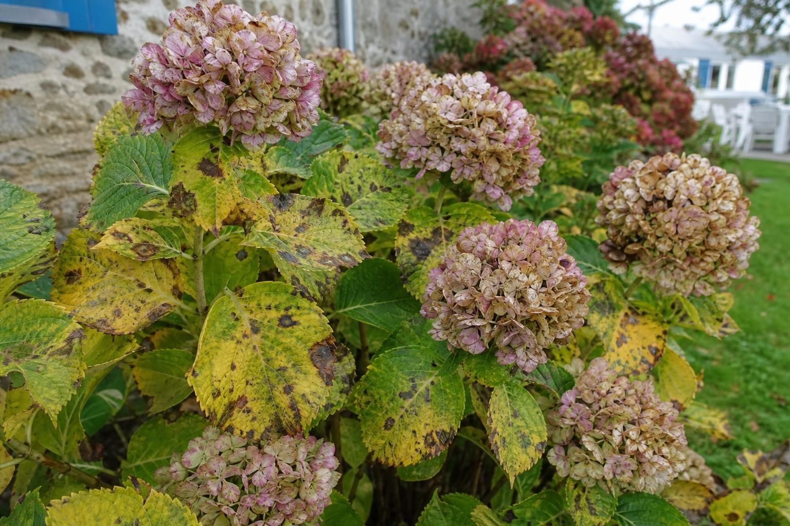 découvrez comment reconnaître les maladies des hortensias et apprenez si ces plantes sont comestibles ou toxiques pour votre sécurité et celle de votre jardin.