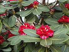 rhododendrons