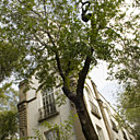 Les Jacarandas en fleurs montent jusqu’au 4ème étage et protègent la Top Suite.