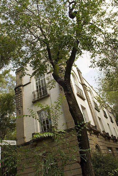 Les Jacarandas en fleurs montent jusqu’au 4ème étage et protègent la Top Suite.