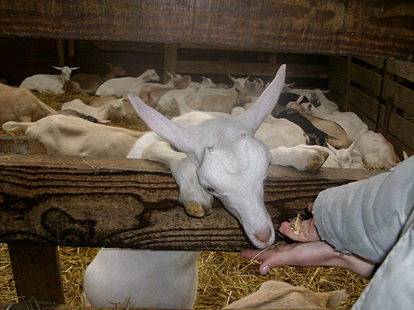 Alfred et Blanquette