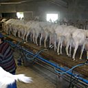 A quel saint se vouer ?