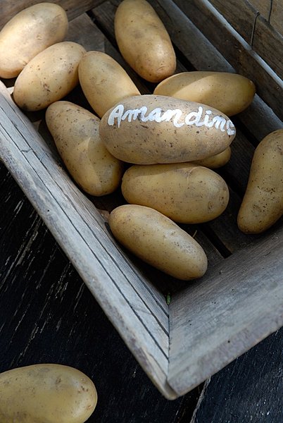 pomme de terre amandine