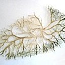 raija jokinen (finlande) raija jokinen (finlande)