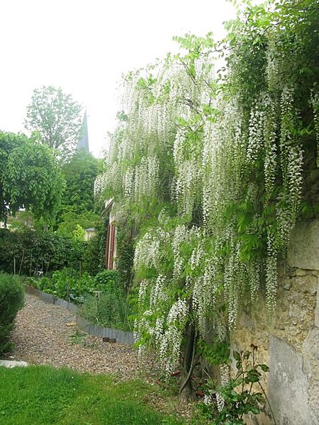 La glycine qui fête ses 7 années seulement