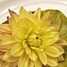 Dahlia, Bégonia, Camellia... L'origine de leur nom