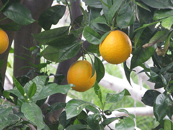 Oranges de Sicile