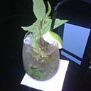 Virgin Mojito