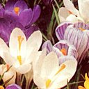 Choisir des crocus Choisir des crocus