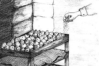 Préserver la récolte de pommes de terre