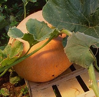 Pour bien conserver le potiron lui offrir un piédestal !