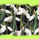 Graciles clochettes des perces-neige