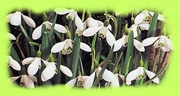 Graciles clochettes des perces-neige