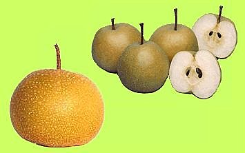 Pomme, poire, nashi ?