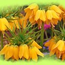 Fritillaire, jaune et jolie !