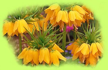 Fritillaire, jaune et jolie !