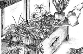 Comment apporter de l'humidité aux plantes d'intérieur en hiver ?