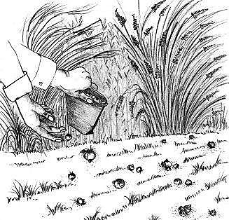 Assurer une disposition irrégulière des crocus sur votre gazon
