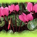 Les cyclamens de Naples