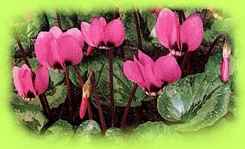 Les cyclamens de Naples