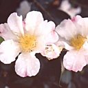 2 jeunes camélias à fleurs simples