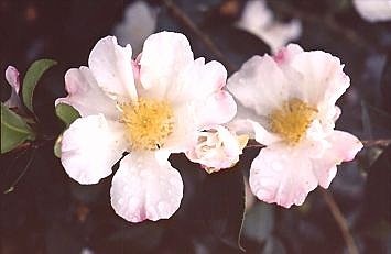 2 jeunes camélias à fleurs simples
