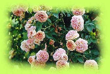 Renouveau des roses anciennes