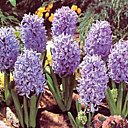 Jacinthes bleues en liberté