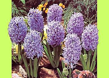 Jacinthes bleues en liberté