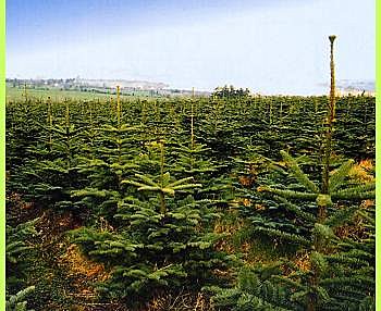 Noël approche, ça sent le sapin dans cette forêt...