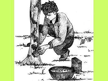 Toujours brosser les troncs (et les branches si nécessaire !) de haut en bas et de droite à gauche.