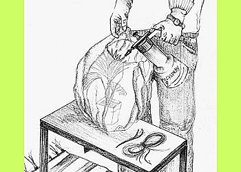 Enfermez votre plante avec son pot dans un grand sac plastique