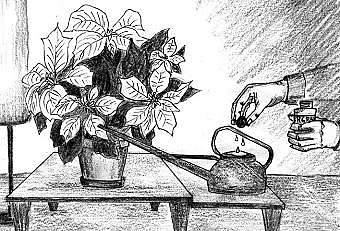 Au bon soin des poinsettias