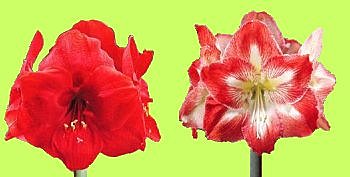 Floraison rouge et éclatante.