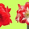 Amaryllis, fleur star