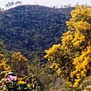 Les mimosas au pays du soleil